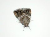 Achaea oedipodina