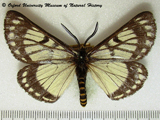 Sabalia fulvicincta