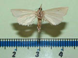 Calamotropha sp1