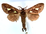 Ptilura argyraspis