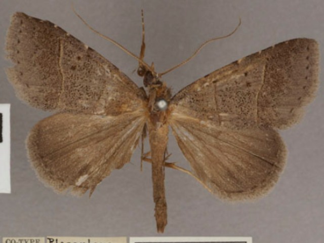 Plecoptera melalepis African Moths