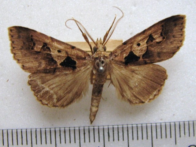 Anoba sinuata African Moths