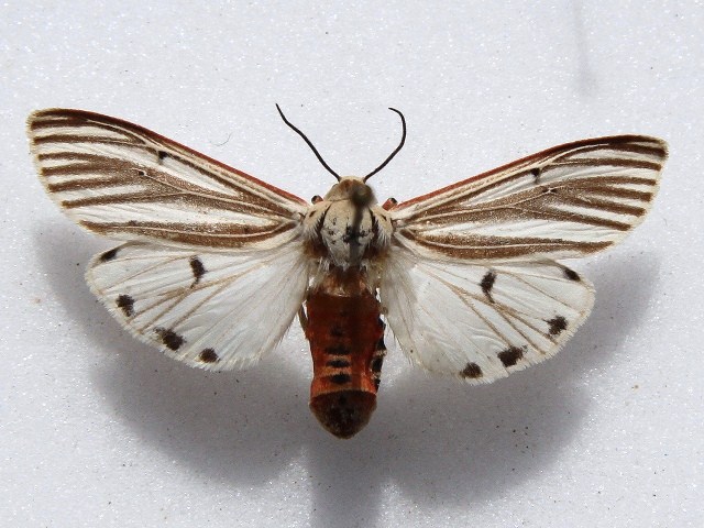 Aloa moloneyi African Moths