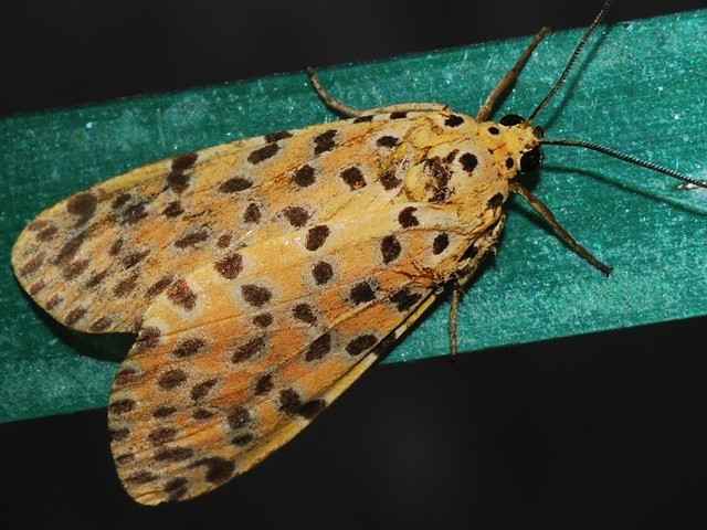 Argina astrea African Moths
