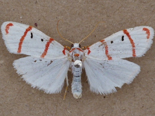 Cyana pretoriae African Moths