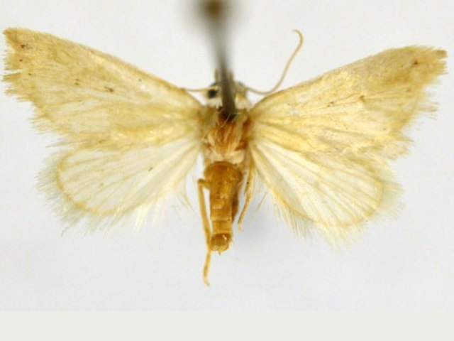 Eublemma tomentalis African Moths