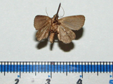 Cretonia platyphaeella