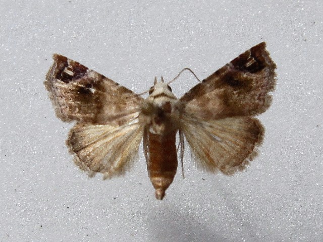 Eublemmoides apicimacula