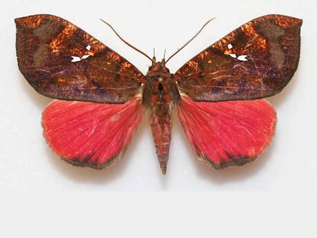 Minosse Insect Miniodes phaeosoma African Moths