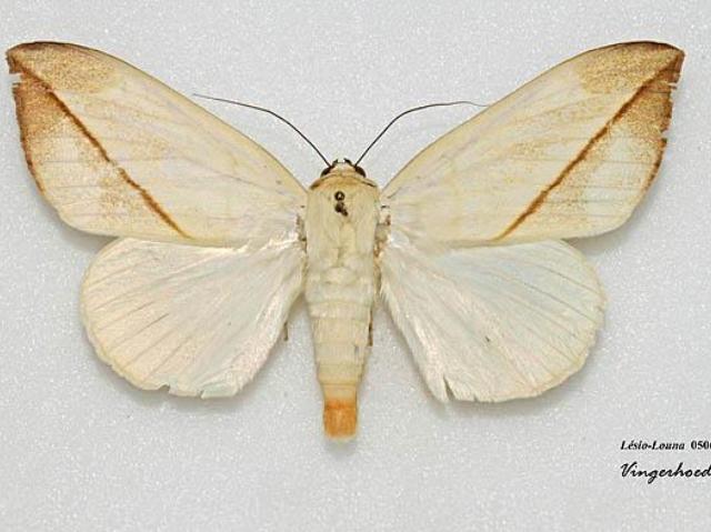 Hypopyra allardi African Moths