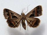 Acantholipes trimeni