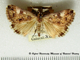 Cerocala albimacula