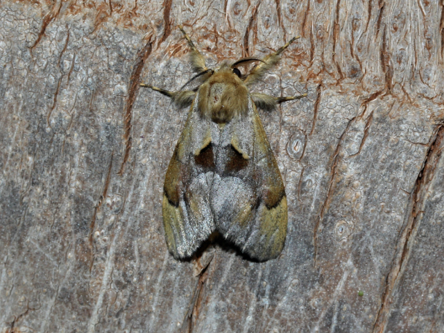 Rhypopteryx triangulifera African Moths