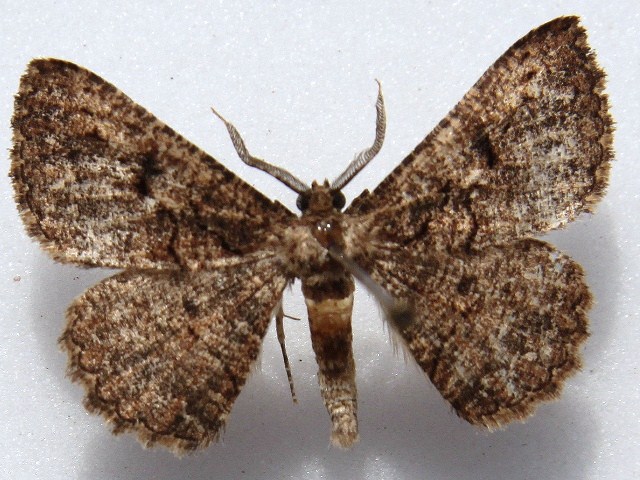 African Moths Home Page