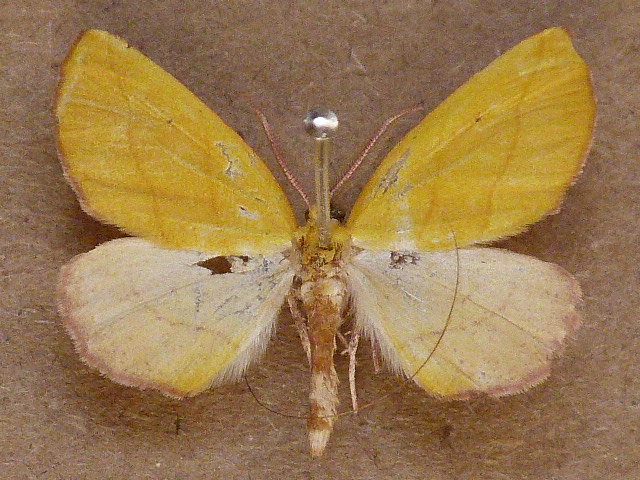 African Moths Home Page