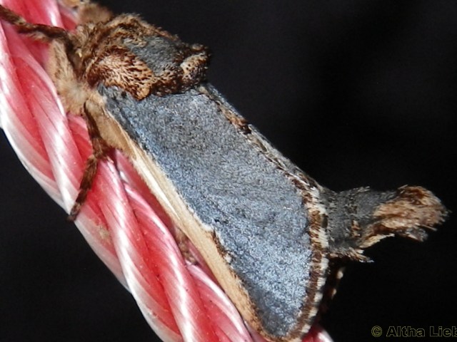 Terga Insects Teragra macroptera African Moths