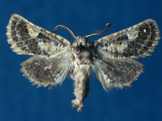 Teragra cammae African Moths