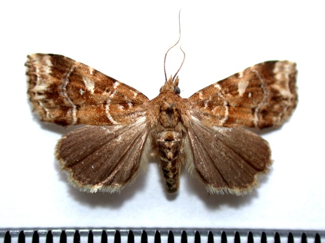 Callopistria imparata African Moths