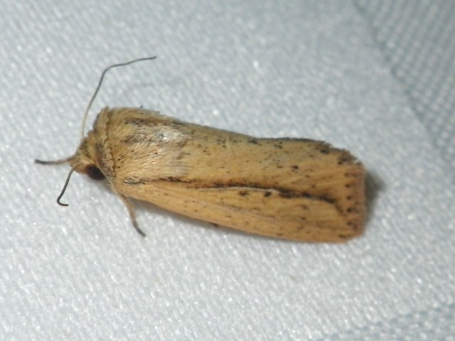 Mythimna tacuna African Moths