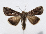 Argyrogramma signata African Moths