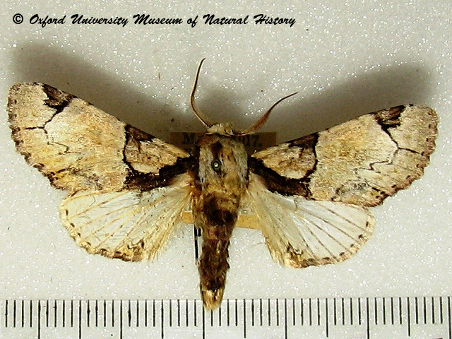 Thiacidas leonie African Moths