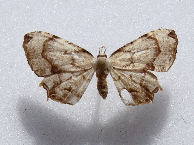 African Moths Home Page