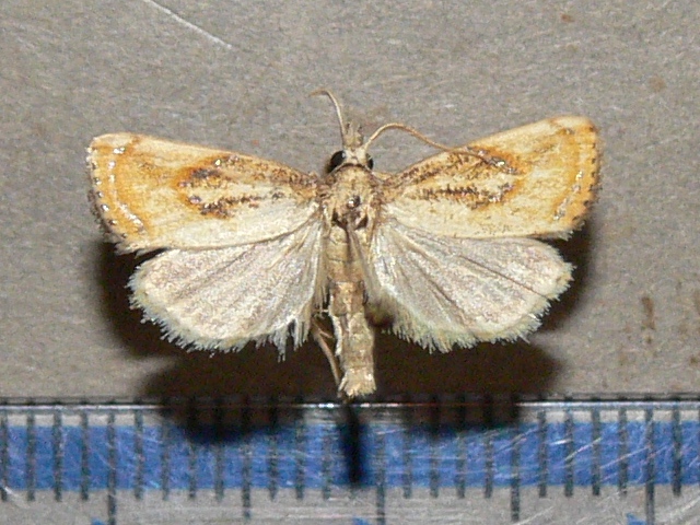 Chilo sp1 African Moths