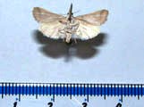 Prionapteryx sp1