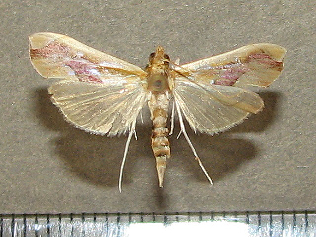 Agathodes bibundalis African Moths