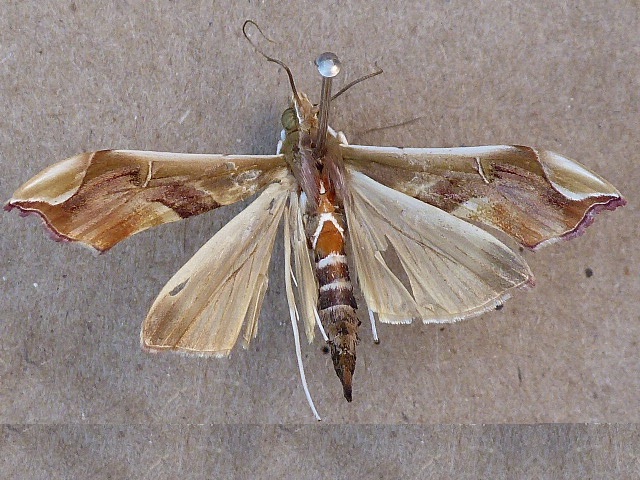 Agathodes musivalis African Moths
