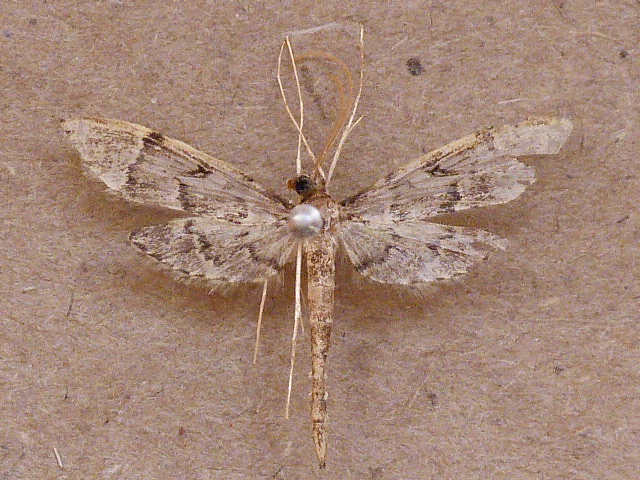 Duponchelia lanceolalis African Moths