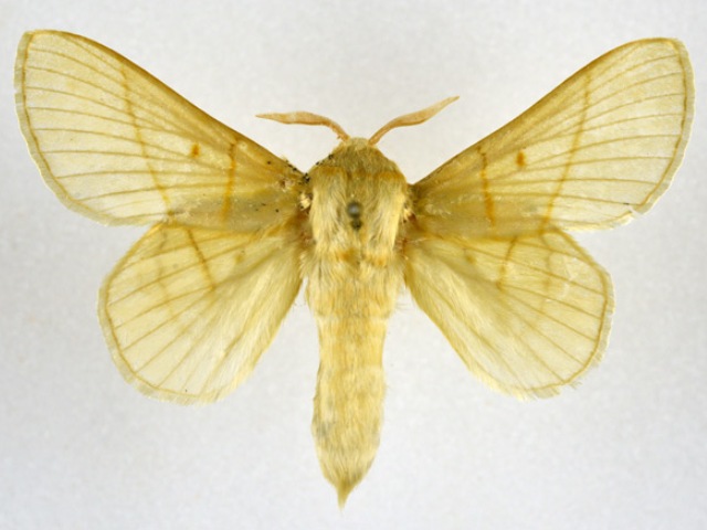 Trichopisthia monteiroi African Moths