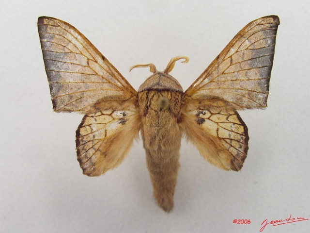 Weberls Insect Weberolegra weberi African Moths