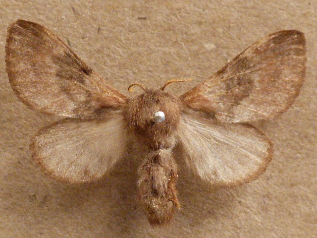 Anadiasa affinis African Moths