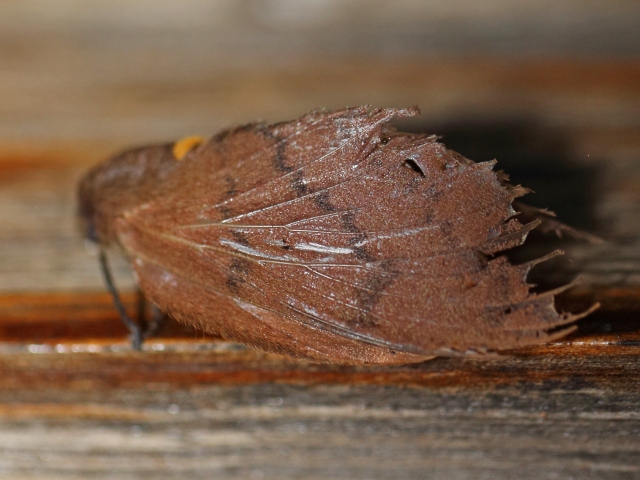 Cleopatrina bilinea African Moths