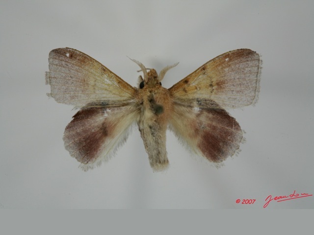 Leipoxais fuscofasciata African Moths