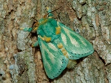 Coenobasis amoena African Moths