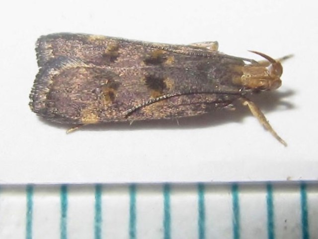 Brachmia convolvuli African Moths