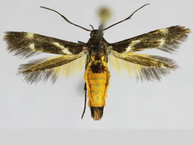 Eretmocera Fuscipennis African Moths