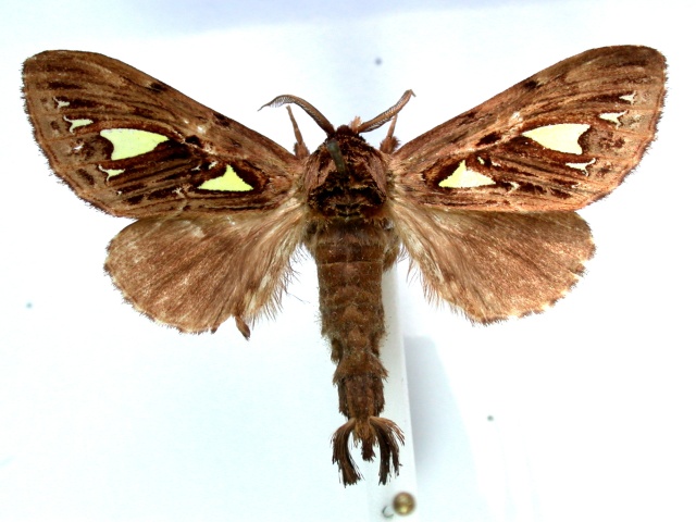 Ptilura argyraspis