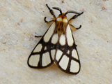 Anaphe reticulata