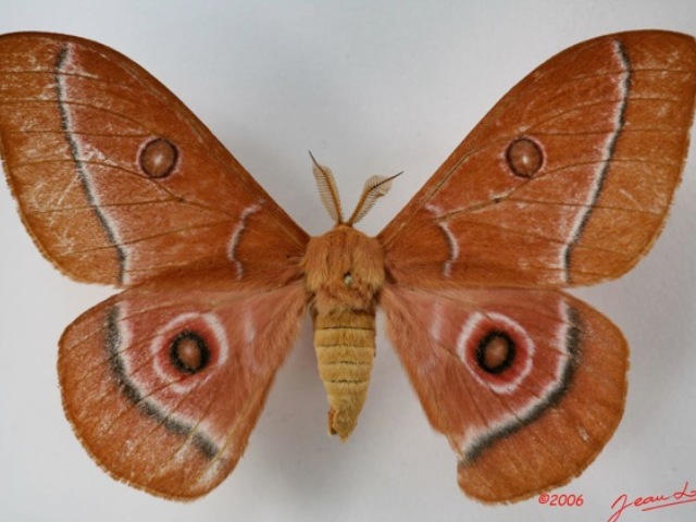 Bunaeopsis aurantiaca African Moths