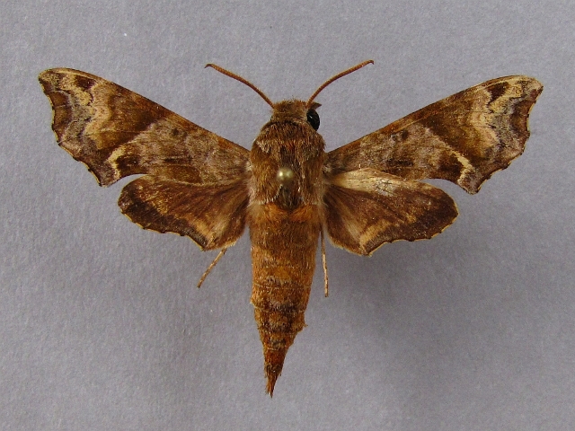Temnora eranga African Moths