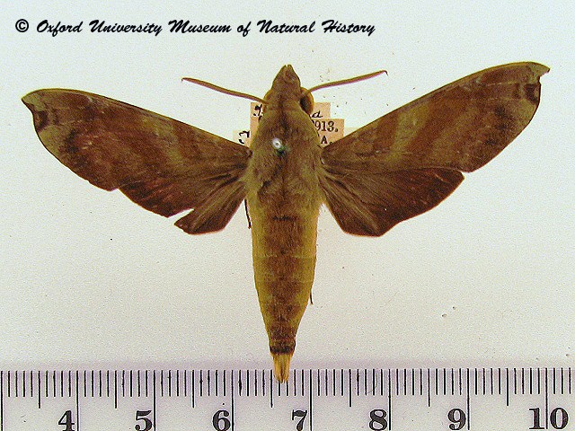 Temnora fumosa African Moths