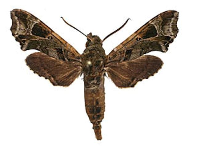 Temnora plagiata African Moths
