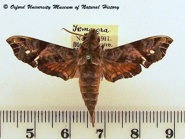 Temnora scitula African Moths