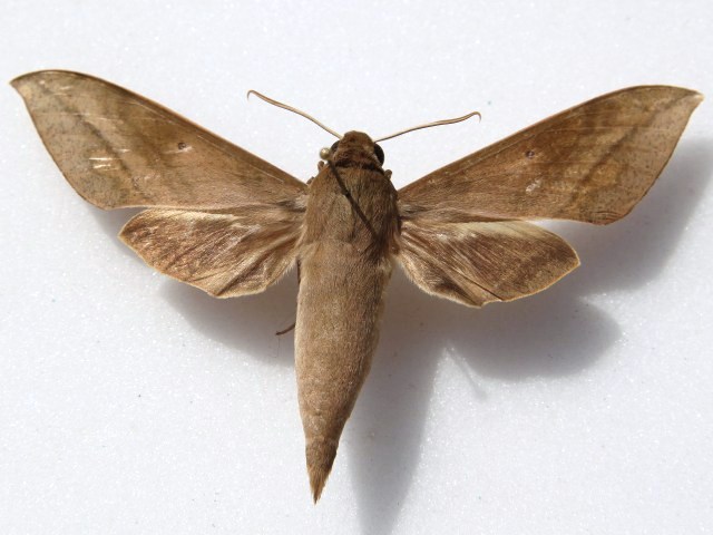 Theretra jugurtha African Moths
